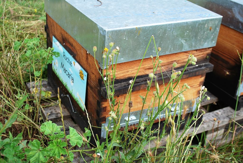 La ruche Macaria