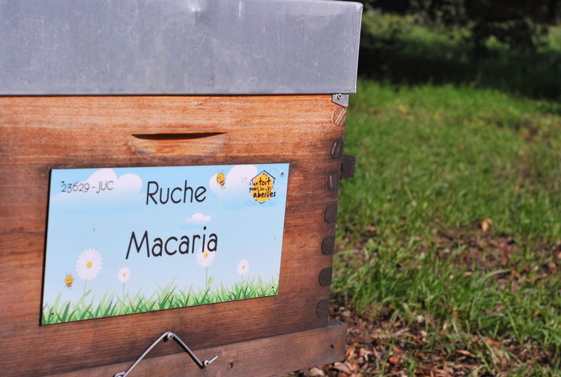 La ruche Macaria