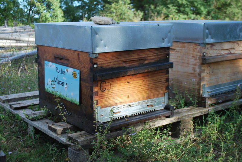 La ruche Macaria