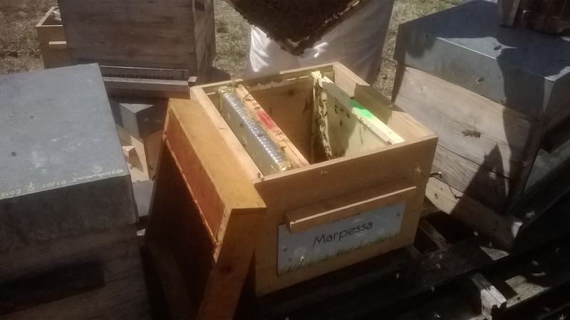 La ruche Marpessa