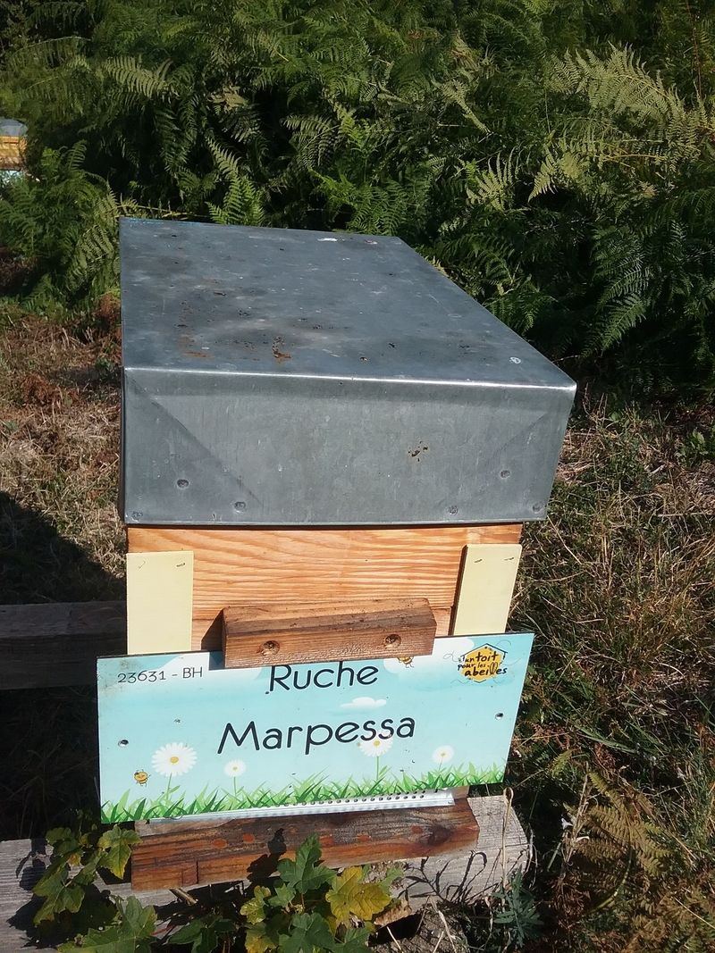 La ruche