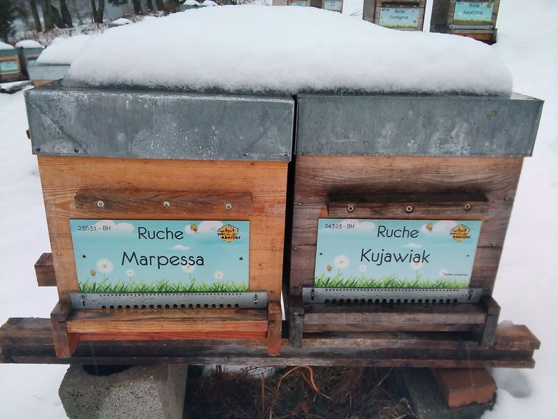 La ruche Marpessa