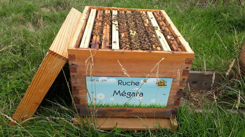 La ruche Mégara