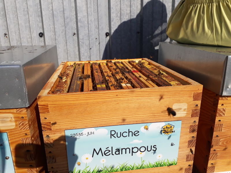 La ruche Mélampous