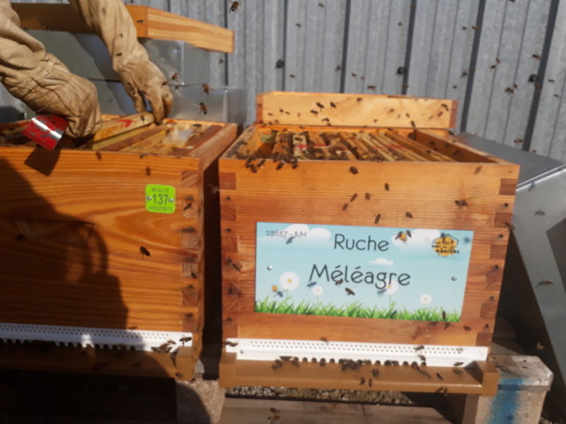 La ruche Méléagre