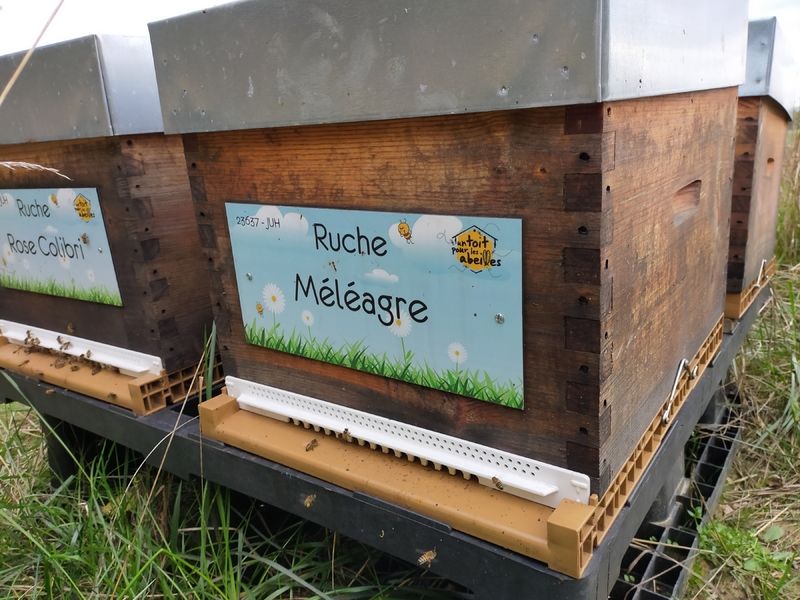 La ruche Méléagre