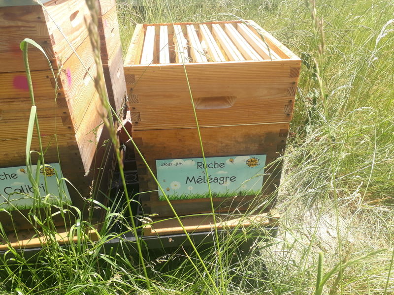 La ruche Méléagre