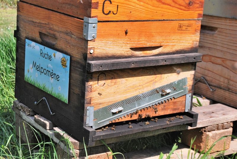 La ruche Melpomène