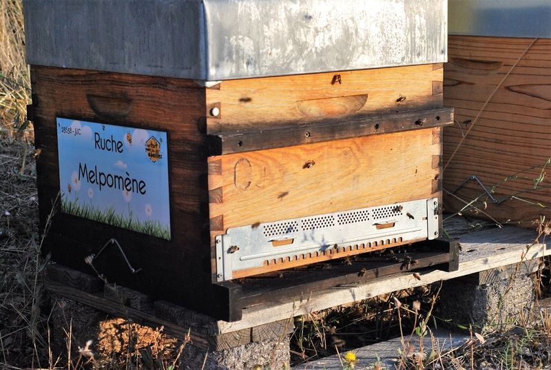 La ruche Melpomène