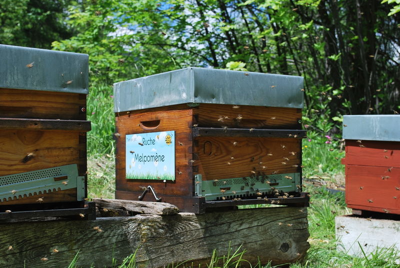 La ruche Melpomène