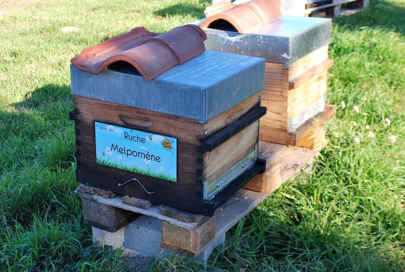 La ruche Melpomène
