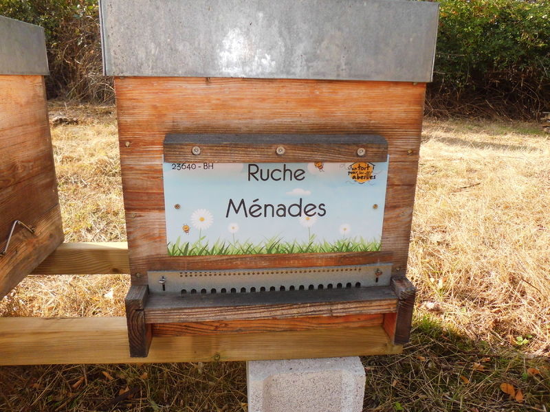 La ruche Ménades