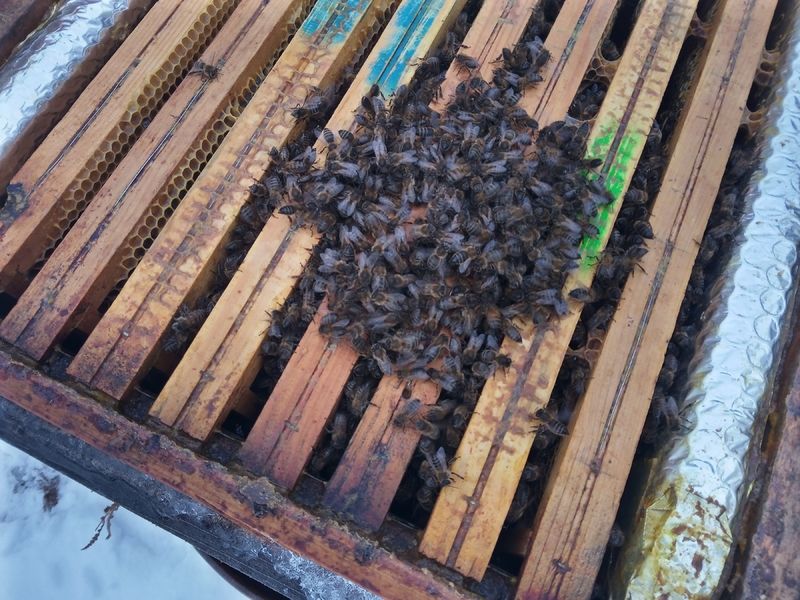 La ruche Ménades