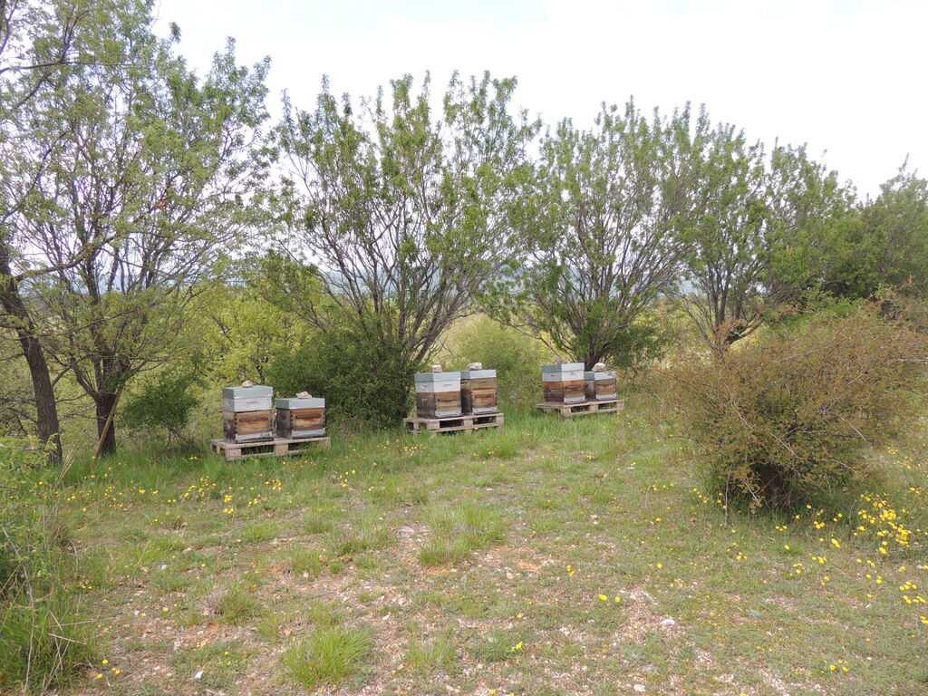 La ruche SONNEDIX ELECSOL PROVENCE