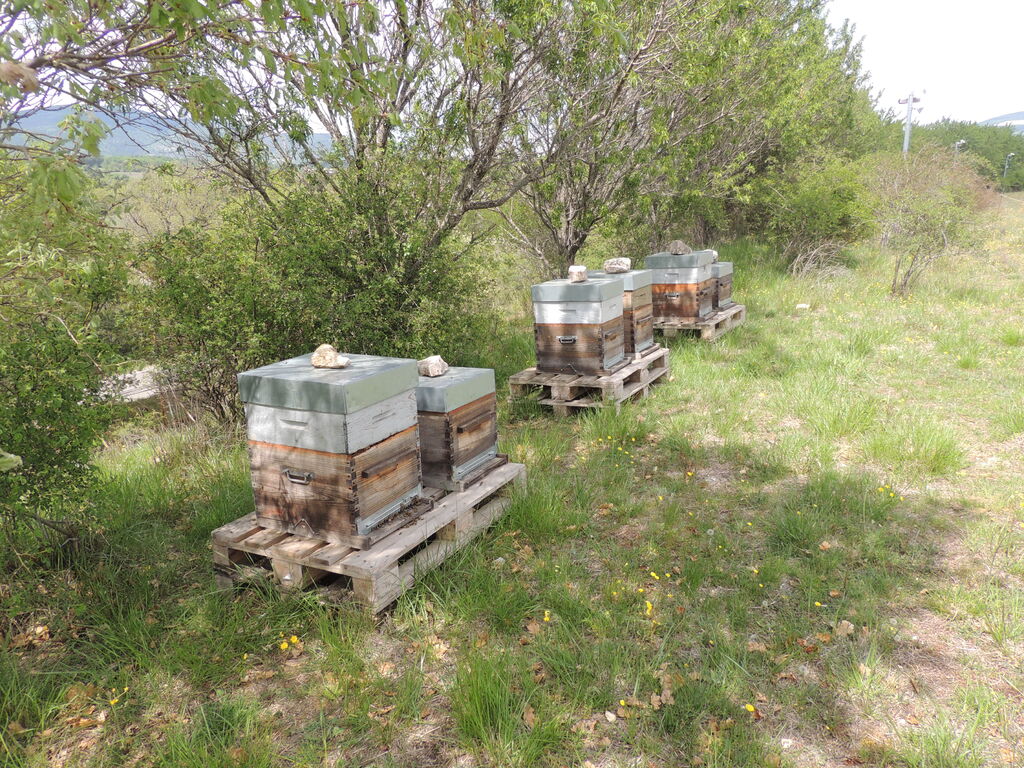 La ruche SONNEDIX ELECSOL PROVENCE