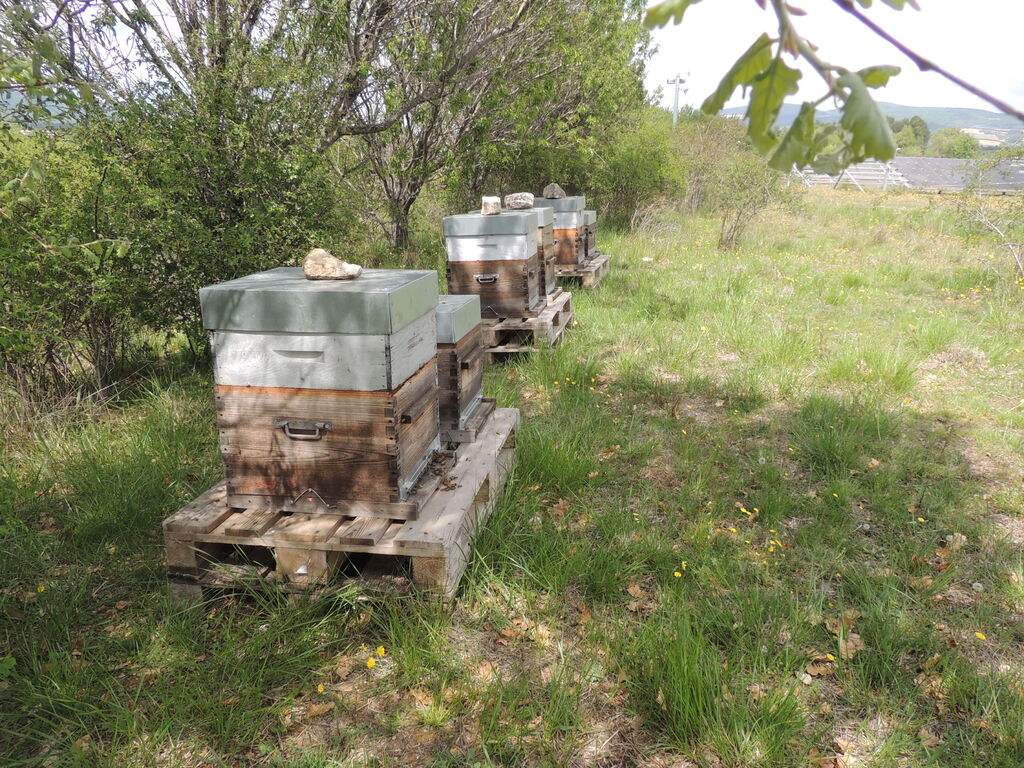 La ruche SONNEDIX ELECSOL PROVENCE
