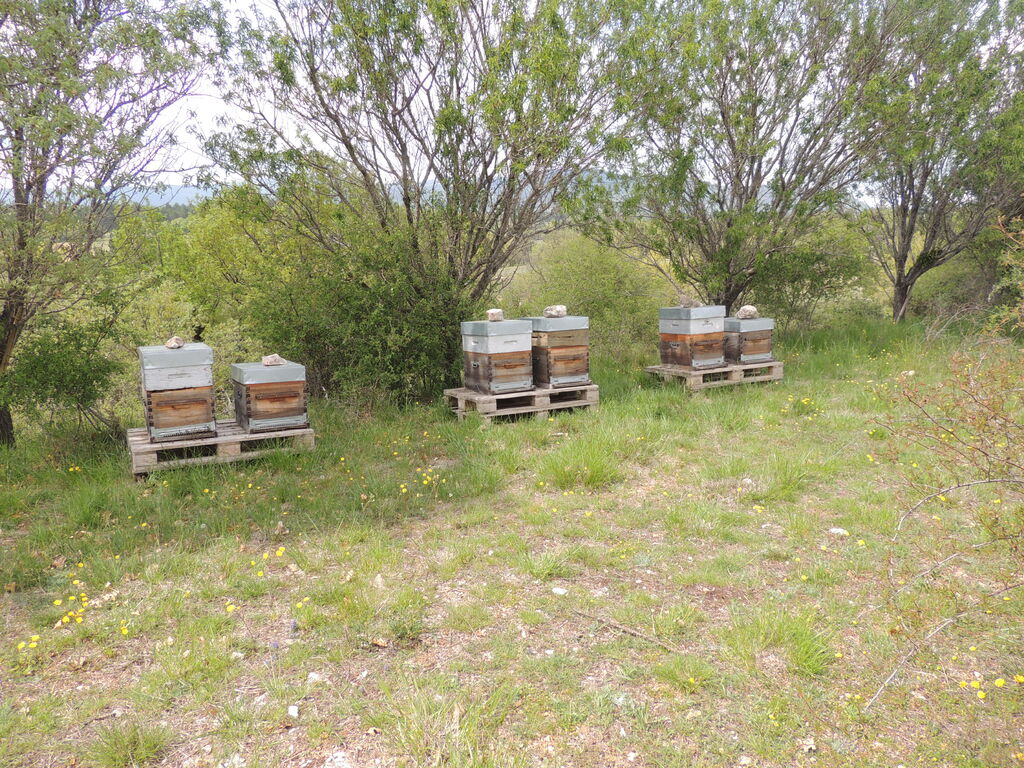 La ruche SONNEDIX ELECSOL PROVENCE