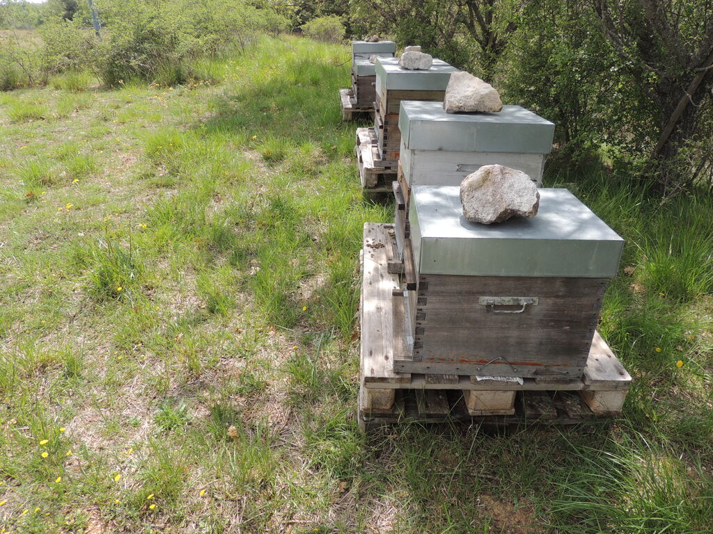 La ruche SONNEDIX ELECSOL PROVENCE