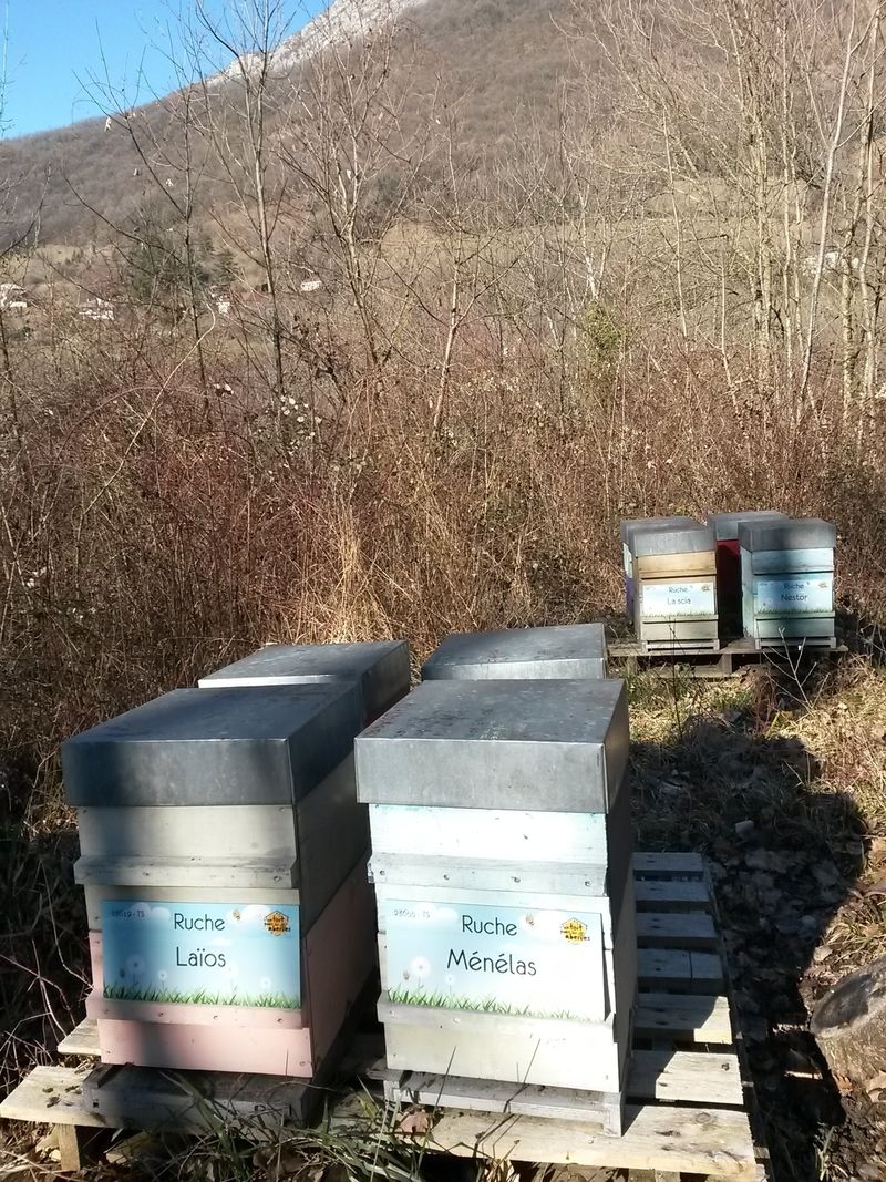 La ruche Ménélas