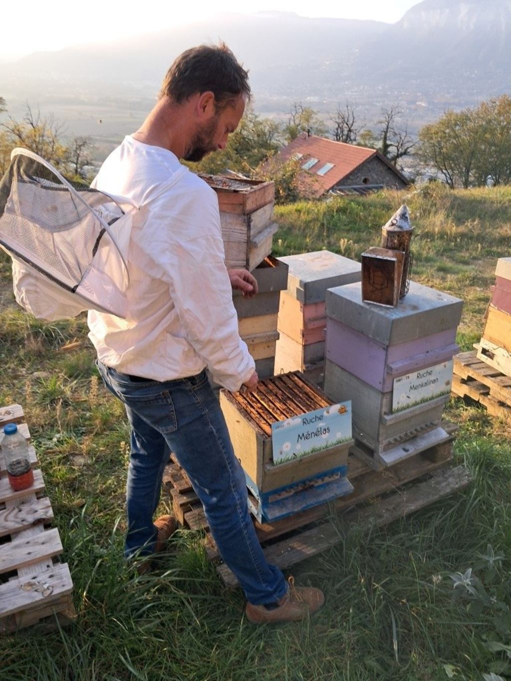 La ruche Ménélas