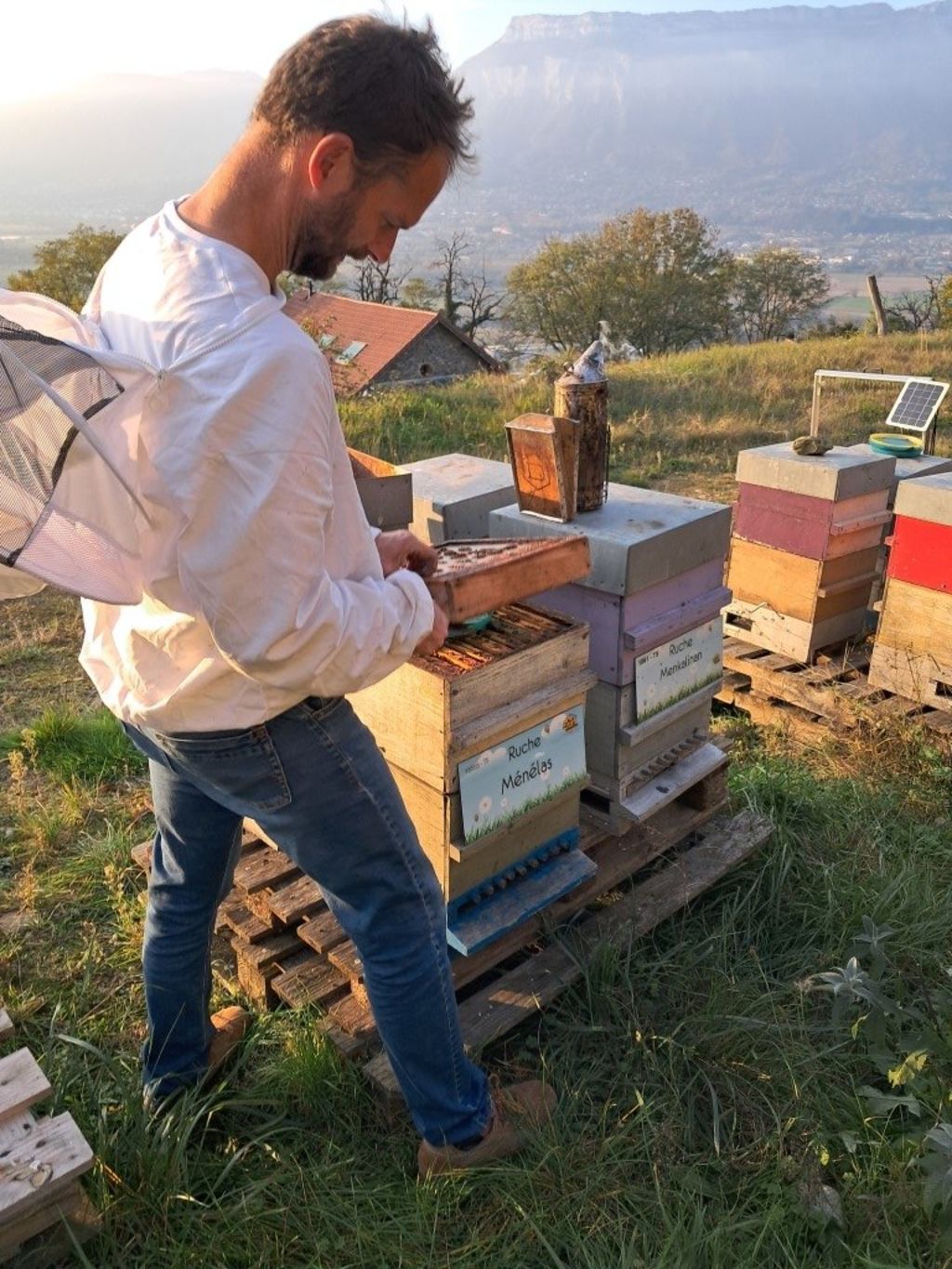 La ruche Ménélas