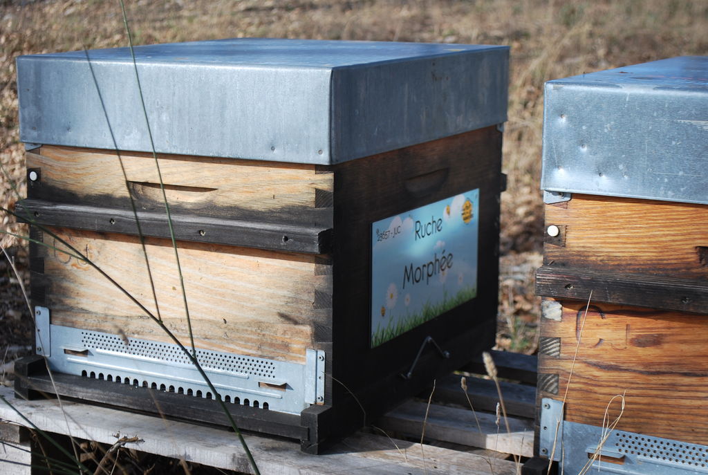 La ruche Morphée