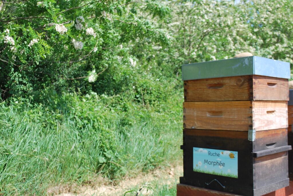 La ruche Morphée