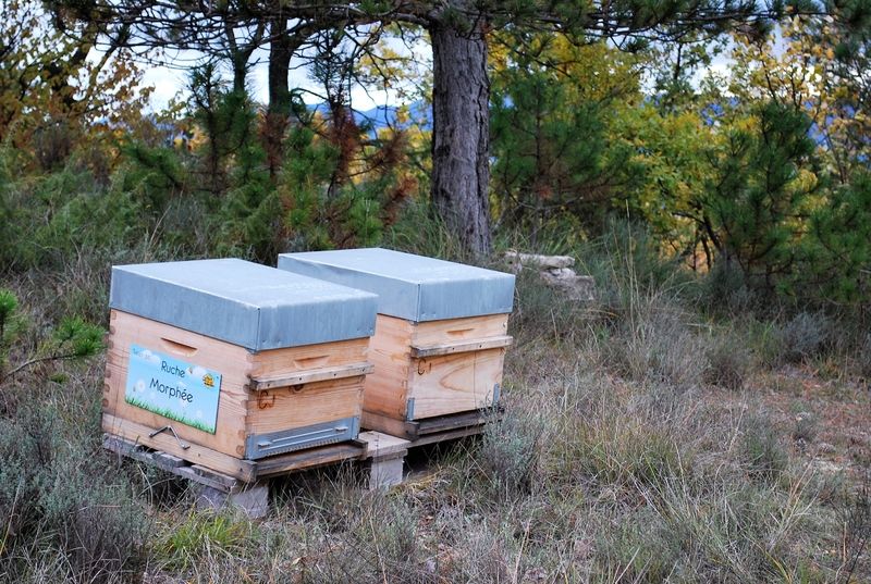 La ruche Morphée