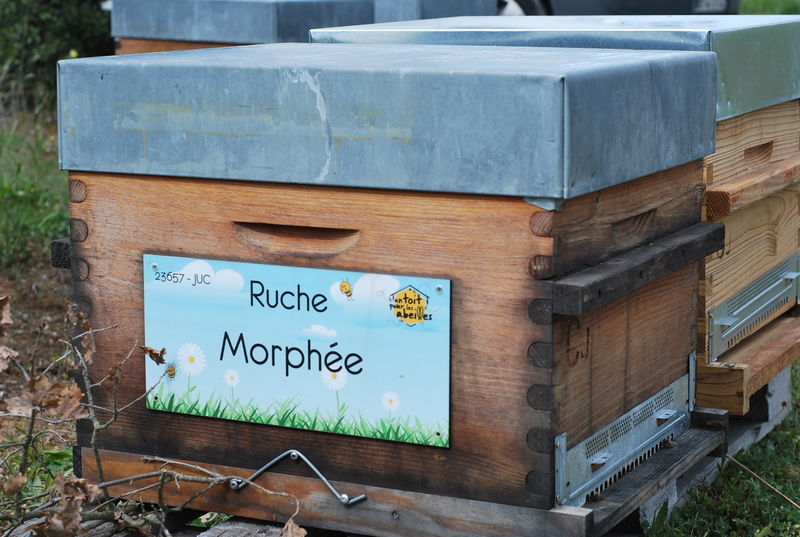 La ruche Morphée