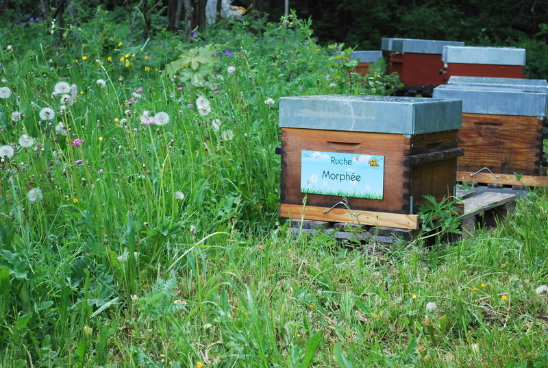 La ruche Morphée
