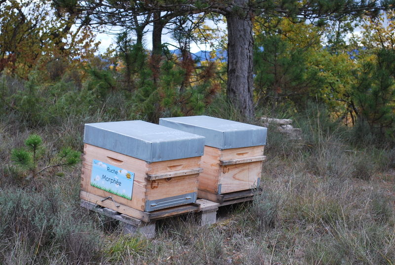 La ruche Morphée