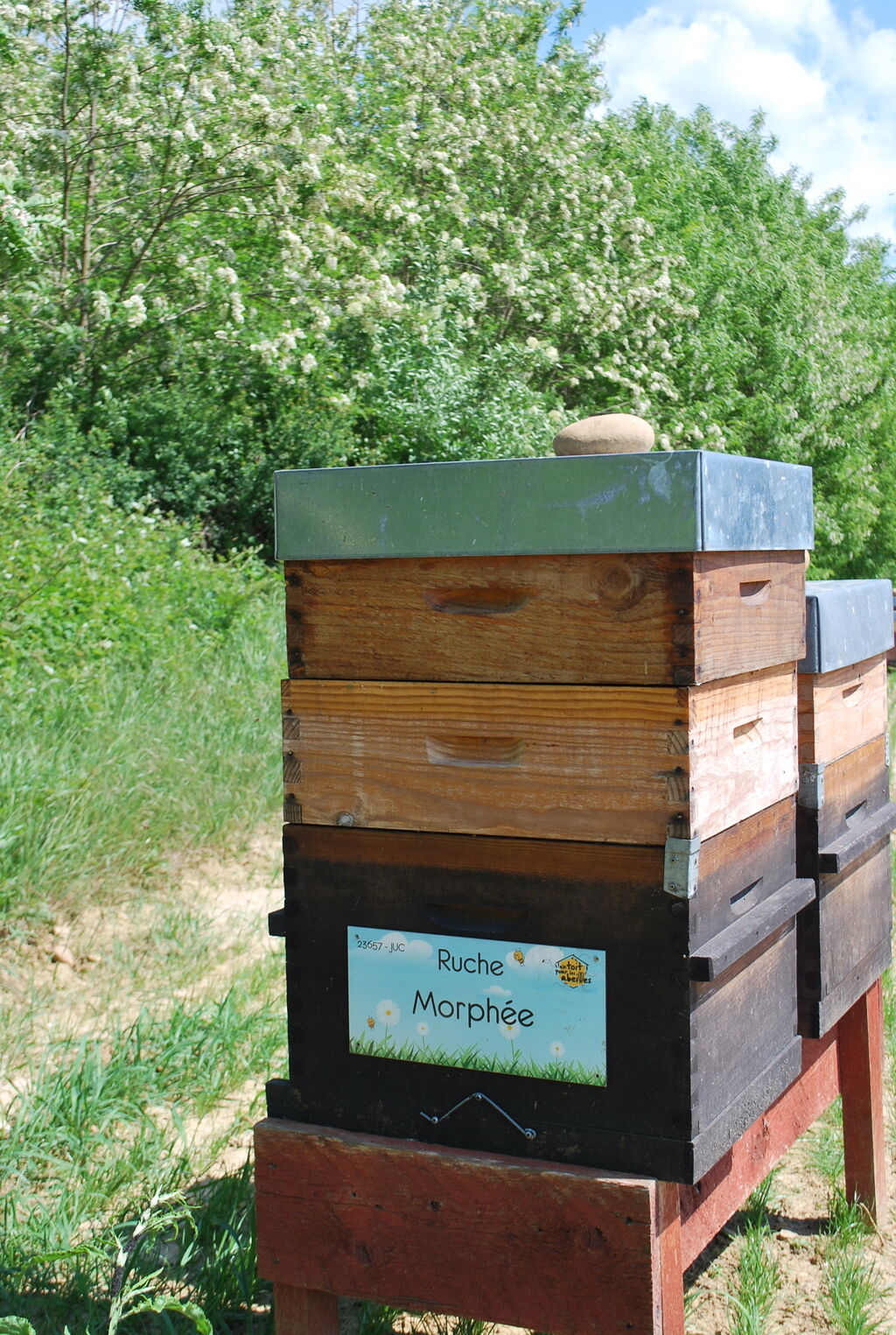 La ruche Morphée