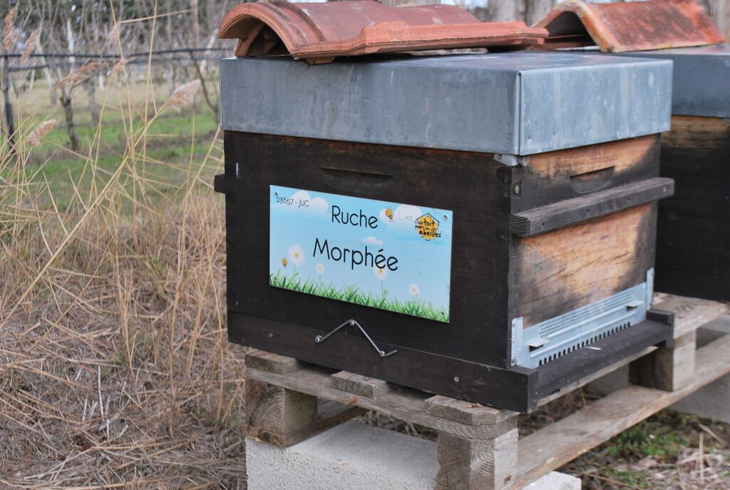 La ruche Morphée
