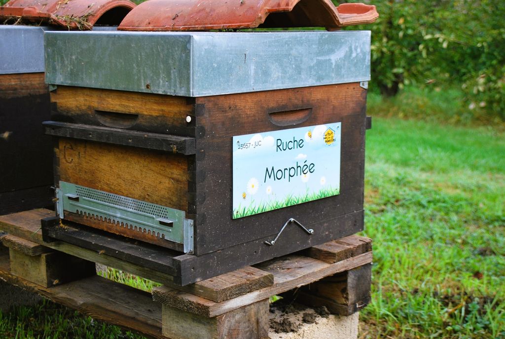 La ruche Morphée
