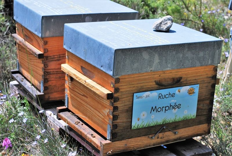 La ruche Morphée