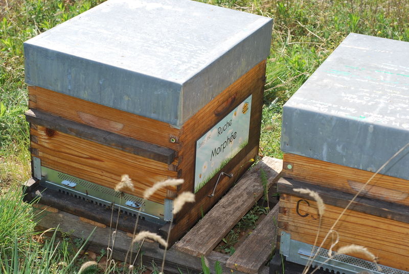 La ruche Morphée