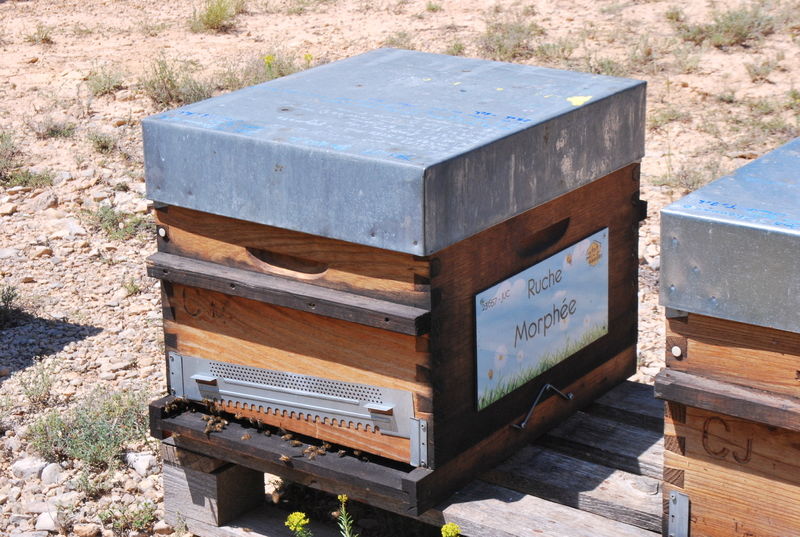 La ruche Morphée