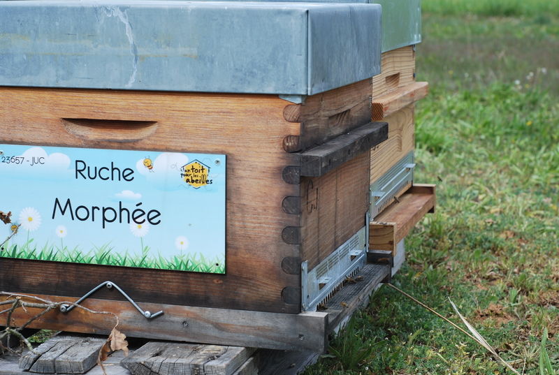 La ruche Morphée