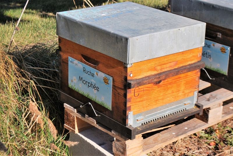 La ruche Morphée