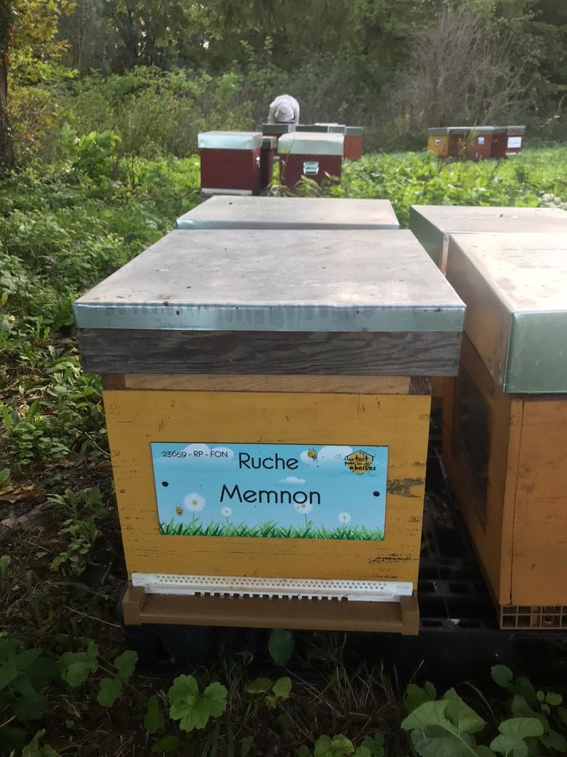 La ruche Memnon