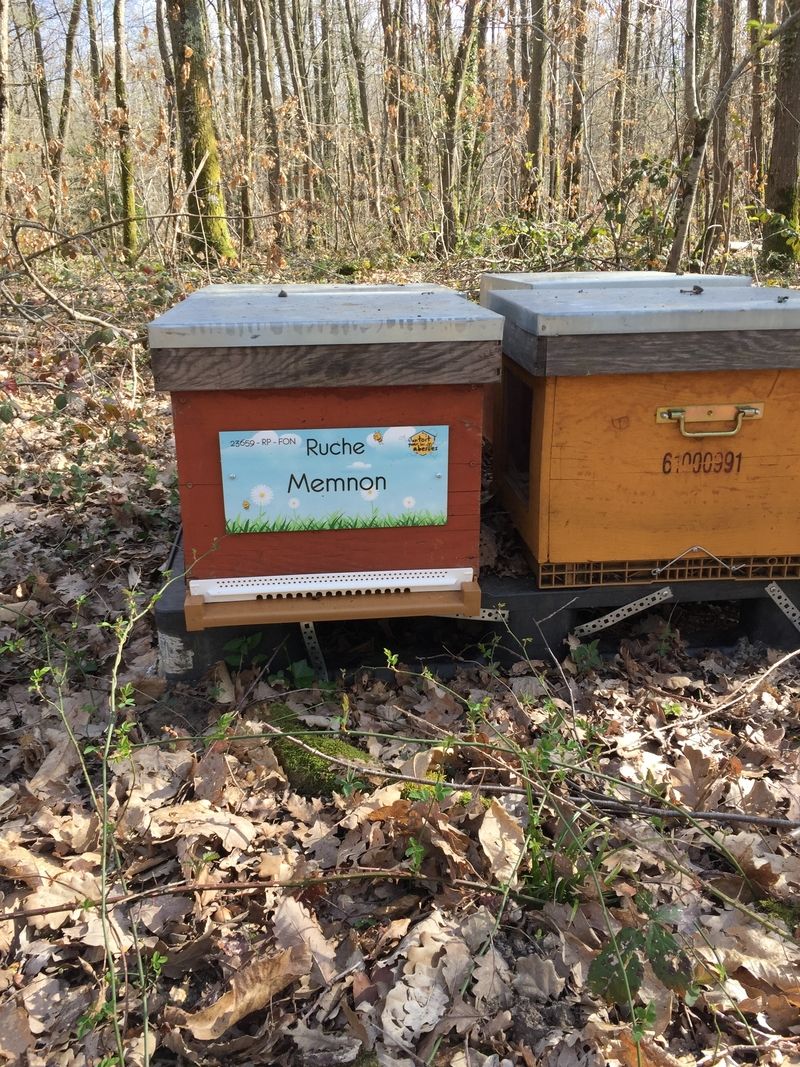 La ruche Memnon