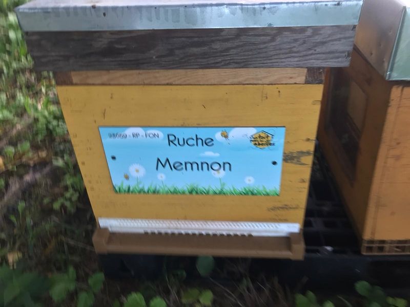La ruche Memnon