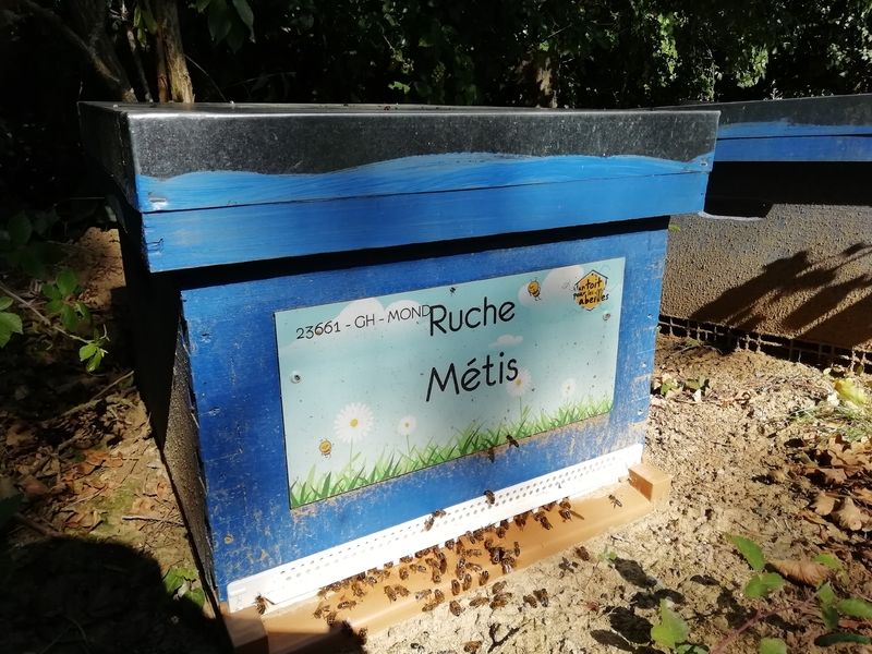 La ruche Métis