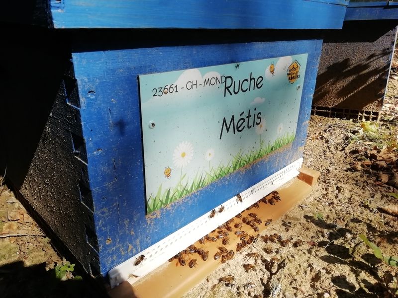 La ruche Métis
