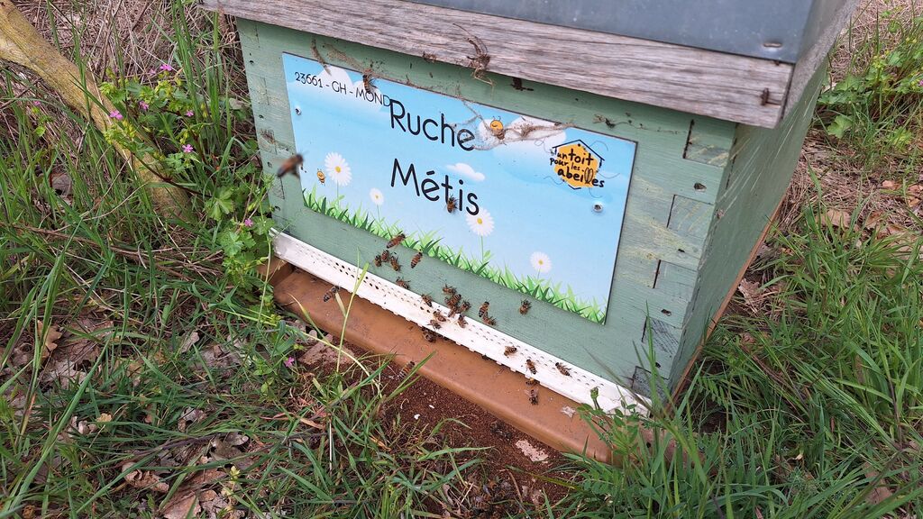 La ruche Métis