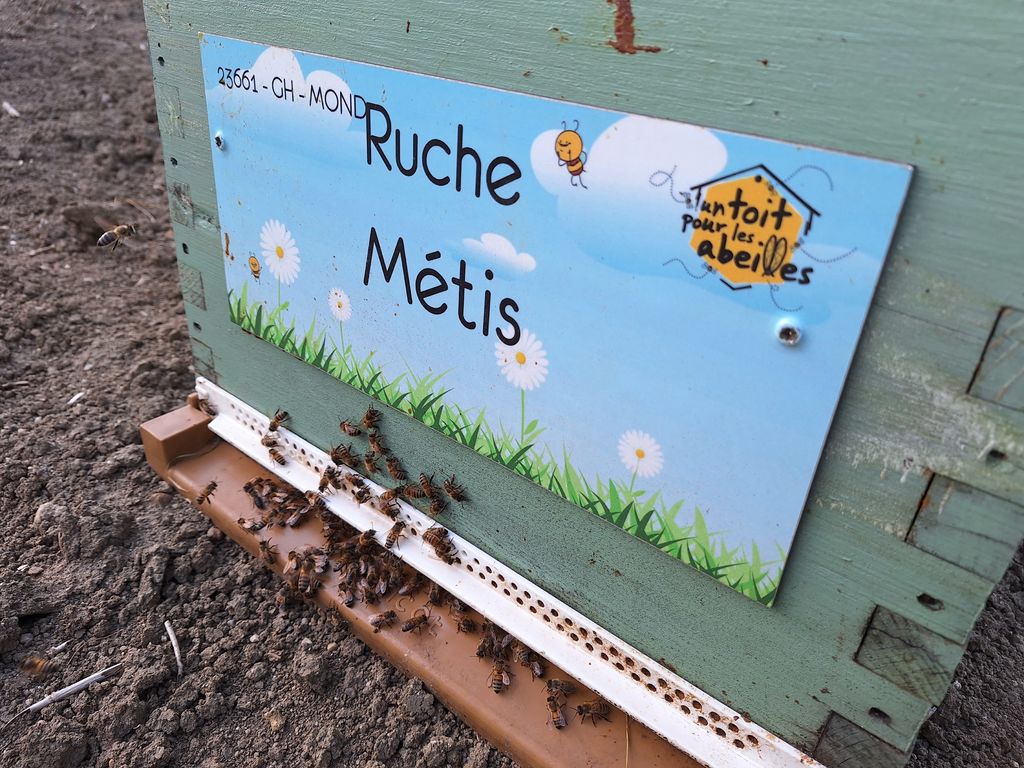 La ruche Métis