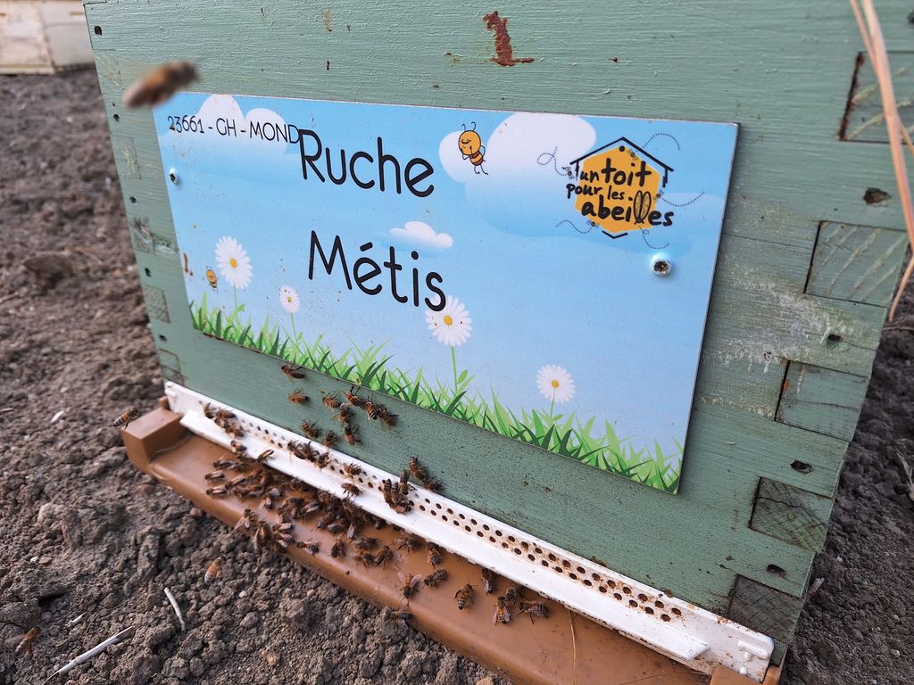 La ruche Métis