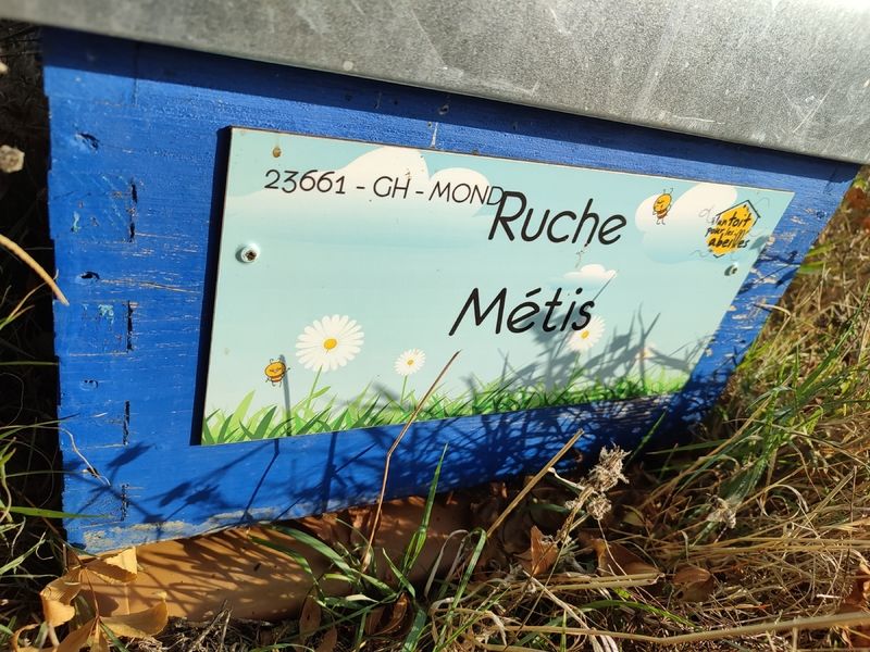 La ruche Métis