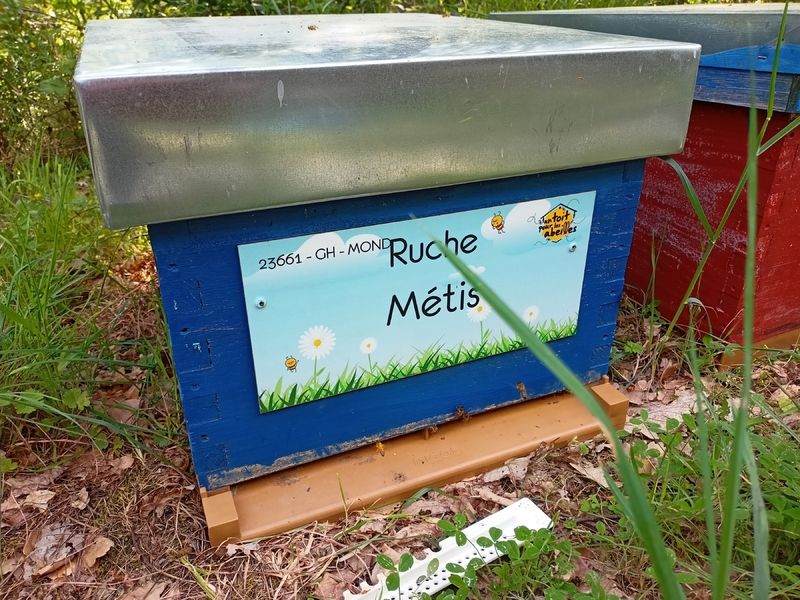 La ruche Métis