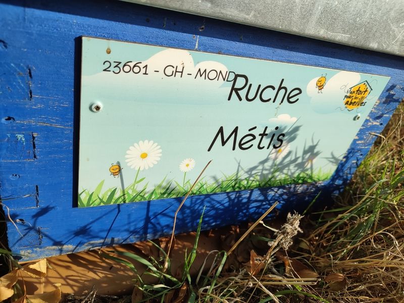 La ruche Métis